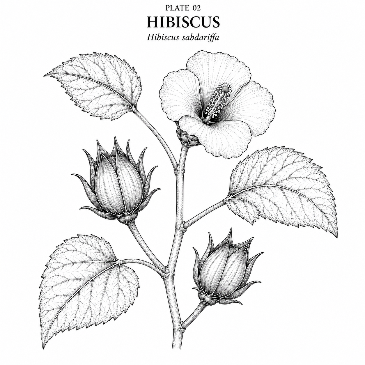 ./Hibiscus_1786573969221